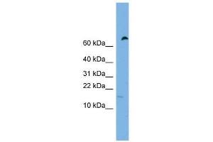 IFITM5 antibody used at 0.