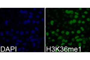 Immunofluorescence analysis of 293T cells using MonoMethyl-Histone H3-K36 antibody. (Histone 3 antibody  (H3K36me))