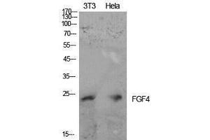 Western Blotting (WB) image for anti-Fibroblast Growth Factor 4 (FGF4) (Internal Region) antibody (ABIN3181407) (FGF4 antibody  (Internal Region))