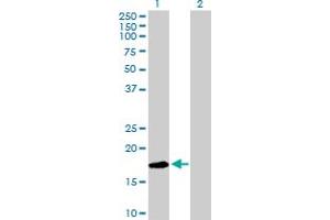 Western Blot analysis of LY96 expression in transfected 293T cell line by LY96 MaxPab polyclonal antibody. (LY96 antibody  (AA 1-160))