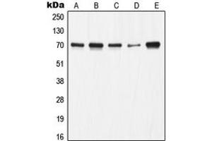 Western blot analysis of Ku70 expression in A549 (A), HeLa (B), A673 (C), Jurkat (D), COS7 (E) whole cell lysates. (XRCC6 antibody  (C-Term))