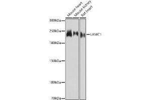 Western blot analysis of extracts of various cell lines, using L antibody (ABIN7268186) at 1:3000 dilution. (Laminin gamma 1 antibody  (AA 1300-1609))