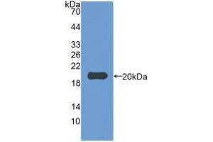 Western blot analysis of recombinant Rabbit IL1b. (IL-1 beta antibody  (AA 118-268))