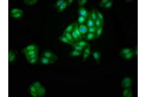 Immunofluorescence staining of HepG2 cells with ABIN7143578 at 1:200, counter-stained with DAPI. (AFG1-Like ATPase (AFG1L) (AA 14-313) antibody)