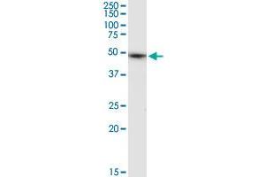 ALLC MaxPab rabbit polyclonal antibody. (Allantoicase antibody  (AA 1-409))