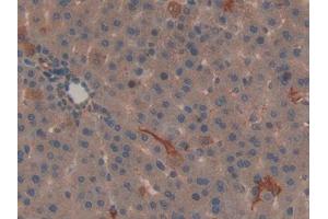 Used in DAB staining on fromalin fixed paraffin- embedded kidney tissue (SHBG antibody  (AA 222-358))
