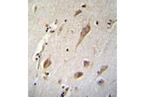 Immunohistochemistry analysis in formalin fixed and paraffin embedded human brain tissue reacted with NXNL2 Antibody (Center) followed by peroxidase conjugation of the secondary antibody and DAB staining. (NXNL2 antibody  (Middle Region))