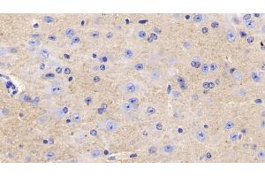Detection of CD90 in Mouse Cerebrum Tissue using Polyclonal Antibody to Cluster of Differentiation 90 (CD90) (CD90 antibody  (AA 20-131))