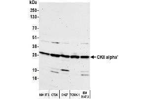Western Blotting (WB) image for anti-Casein Kinase 2 alpha 1 (CSNK2A1) (C-Term) antibody (ABIN7450124)