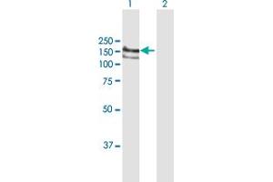 Western Blot analysis of BAT3 expression in transfected 293T cell line by BAT3 MaxPab polyclonal antibody.
