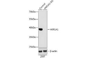 Western blot analysis of extracts from normal (control) and AKR1A1 knockout (KO) 293T cells using AKR1A1 Polyclonal Antibody at dilution of 1:1000. (AKR1A1 antibody)