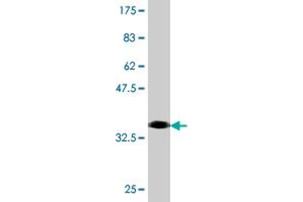 RRN3 antibody  (AA 525-631)