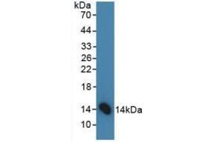 Figure. (FSHB antibody  (AA 21-130))