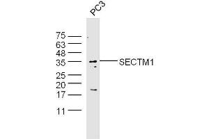 PC3 lysates probed with Anti-SECTM1 Polyclonal Antibody  at 1:5000 90min in 37˚C. (SECTM1 antibody  (AA 42-150))