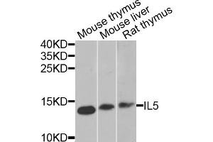 Western blot analysis of extracts of various cell lines, using IL5 antibody (ABIN5975164) at 1/1000 dilution. (IL-5 antibody)