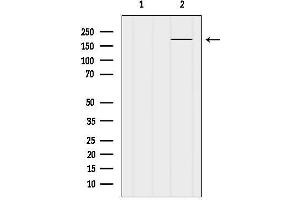 Western blot analysis of lysates from 3t3, using KIDINS220 Antibody.