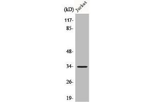 Western Blot analysis of Jurkat cells using C/EBP ε Polyclonal Antibody (CEBPE antibody)