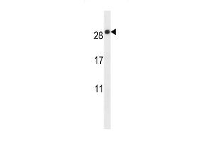 E Antibody (C-term) (ABIN657504 and ABIN2846529) western blot analysis in mouse lung tissue lysates (35 μg/lane). (EMP2 antibody  (C-Term))