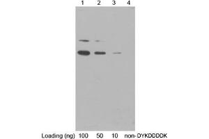 Western blot analysis of DYKDDDDK-BAP control fusion protein (MW~ 49 kDa) using 1 µg/mL Rabbit Anti-DYKDDDDK-tag Polyclonal Antibody (ABIN398402) Secondary antibody: Goat Anti-Rabbit IgG (H&L) [HRP] Polyclonal Antibody (ABIN398323, 1: 20,000) The signal was developed with LumiSensorTM HRP Substrate Kit (ABIN769939) (DYKDDDDK Tag antibody)