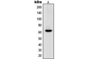 Western blot analysis of POLR3C expression in HeLa (A) whole cell lysates. (POLR3C antibody  (Center))