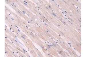 Used in DAB staining on fromalin fixed paraffin- embedded heart tissue (IDO antibody  (AA 106-190))