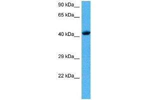 Host:  Mouse  Target Name:  TFAP2A  Sample Tissue:  Mouse Heart  Antibody Dilution:  1ug/ml (TFAP2A antibody  (C-Term))