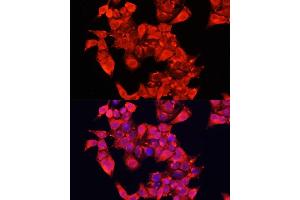 Immunofluorescence analysis of HeLa cells using  Polyclonal Antibody (ABIN6129956, ABIN6136944, ABIN6136945 and ABIN6221849) at dilution of 1:100 (40x lens). (DAO antibody  (AA 20-300))