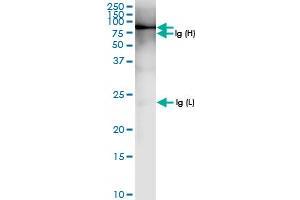 Immunoprecipitation of SNX9 transfected lysate using anti-SNX9 MaxPab rabbit polyclonal antibody and Protein A Magnetic Bead , and immunoblotted with SNX9 MaxPab rabbit polyclonal antibody (D01) . (SNX9 antibody  (AA 1-595))