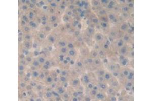 IHC-P analysis of Rat Tissue, with DAB staining. (FETUB antibody  (AA 28-141))