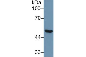 Western Blot; Sample: Human Lung lysate; Primary Ab: 1µg/ml Rabbit Anti-Human NNE Antibody Second Ab: 0. (ENO1 antibody  (AA 78-241))