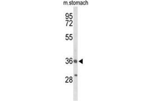 Western blot analysis of BRS3 Antibody (Center) in mouse stomach tissue lysates (35µg/lane). (BRS3 antibody  (Middle Region))