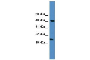WB Suggested Anti-LCN1  Antibody Titration: 0. (Lipocalin 1 antibody  (C-Term))