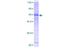 PHF11 Protein (AA 1-292) (GST tag)