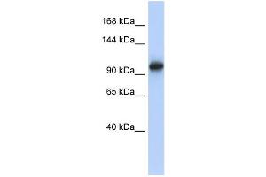 WB Suggested Anti-VPS54 Antibody Titration: 0. (VPS54 antibody  (N-Term))