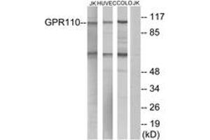 Western blot analysis of extracts from Jurkat/HuvEc/COLO cells, using GPR110 Antibody. (G Protein-Coupled Receptor 110 antibody  (AA 831-880))