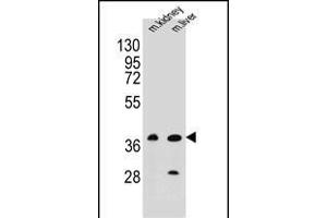 BRUNOL6 Antibody (N-term) (ABIN655660 and ABIN2845132) western blot analysis in mouse kidney,liver tissue lysates (35 μg/lane). (CELF6 antibody  (N-Term))