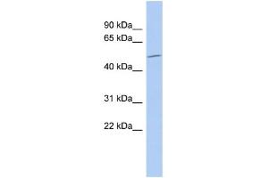 WB Suggested Anti-RUNX1 Antibody Titration:  0. (RUNX1 antibody  (Middle Region))