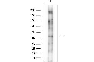 anti-Heparan Sulfate 2-O-Sulfotransferase 1 (HS2ST1) antibody
