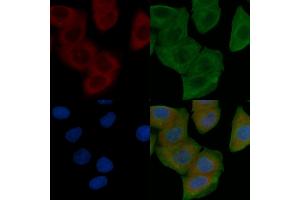 ABIN6259263 and ABIN6274611 staining Hela cells by IF/ICC. (TMEM30B antibody  (Internal Region))