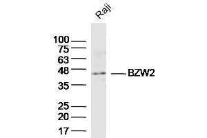 BZW2 anticorps