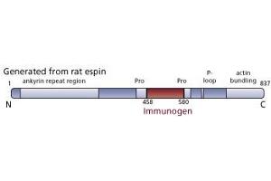 Image no. 2 for anti-Espin (ESPN) (AA 458-580) antibody (ABIN968627)