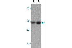 Western blot analysis of CALN1 in NIH/3T3 cell lysate with CALN1 polyclonal antibody  at (1) 1 and (2) 2 ug/mL. (Calneuron 1 antibody  (N-Term))