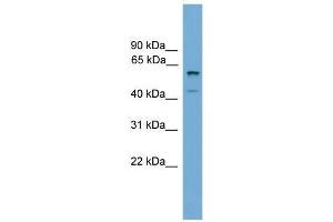 Mouse Thymus; WB Suggested Anti-Zscan12 Antibody Titration: 0. (ZSCAN12 antibody  (C-Term))
