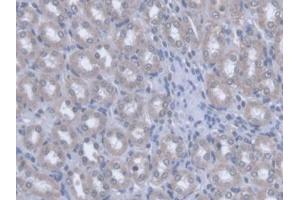 DAB staining on IHC-P; Samples: Rat Kidney Tissue (OPA3 antibody  (AA 1-200))