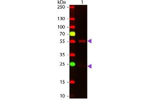Western Blot of ATTO 647N conjugated Goat anti-Mouse IgG Pre-Adsorbed secondary antibody. (Goat anti-Mouse IgG (Heavy & Light Chain) Antibody (Atto 647N) - Preadsorbed)