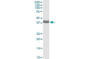 INHBE MaxPab rabbit polyclonal antibody. (INHBE antibody  (AA 1-350))