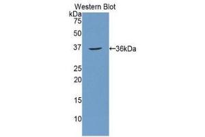 Western Blotting (WB) image for anti-Carbonic Anhydrase 12 (CA12) (AA 25-302) antibody (ABIN1077897) (CA12 antibody  (AA 25-302))