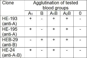 Agglutination of particular blood groups using mouse monoclonal HE-24 (anti-blood group A1B). (Blood Group A1B antibody)