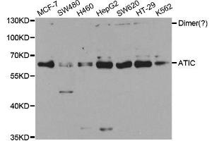 Western blot analysis of extracts of various cell lines, using ATIC antibody. (ATIC antibody  (AA 1-300))