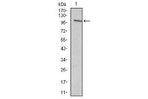 Image no. 1 for anti-Vav 1 Oncogene (VAV1) antibody (ABIN1490879) (VAV1 antibody)
